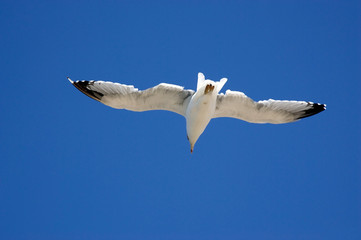 Seagull is flying