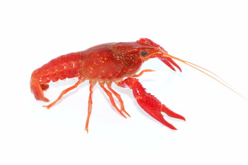 crayfish 