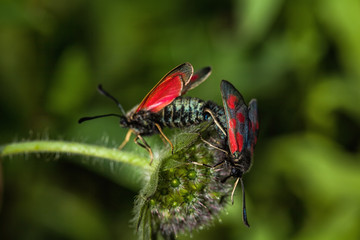 Schmetterling Blutströpfchen