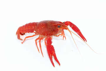 crayfish