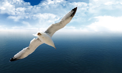 Seagull is flying