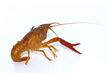 crayfish  