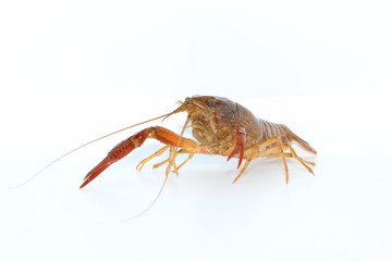crayfish  