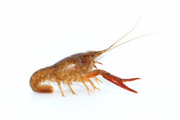 crayfish  