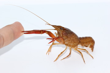 crayfish   