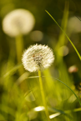 dandelion in grass