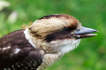 Common Kingfisher