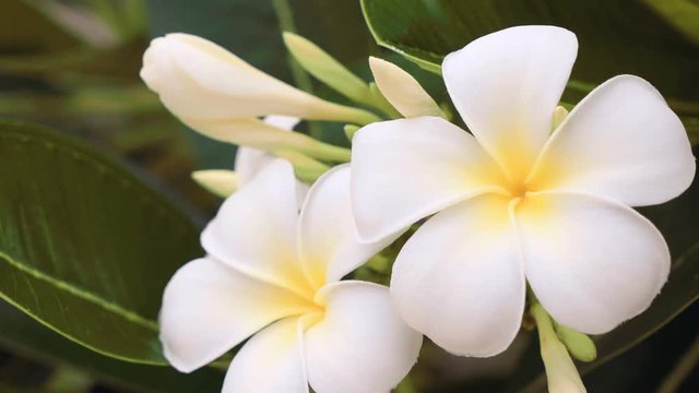 Close up of white frangipani flowers. Shot with Sony a7s and Atomos Ninja Flame on cloudy day.