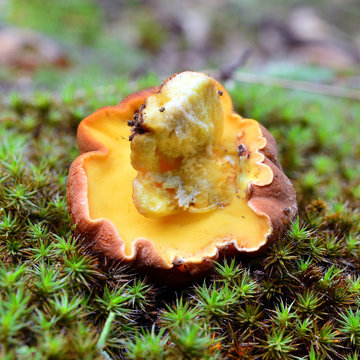 Butyriboletus appendiculatus mushroom