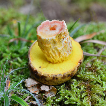 xerocomus ferrugineus mushroom