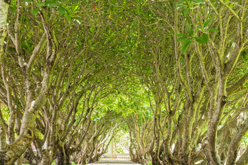 Tunnel green forest with path way.