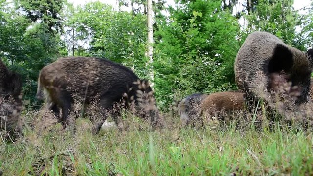 Wildschwein Rotte auf Futtersuche im Wald, Sommer