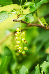 Ripening currants detail