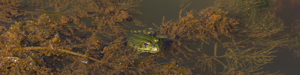 Grasfrosch, Teichfrosch sitzt zwischen den Wasserpflanzen