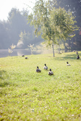 Obraz na płótnie Canvas Ducks walking on the grass.