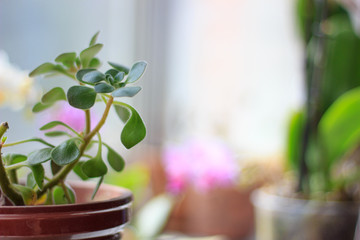 Aichrizon - beautiful home plant in a flower pot.