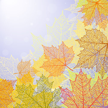 Autumn background and leaves of a maple