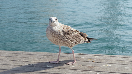 Seagull