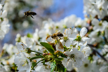 Honeybee collecting nectar from flowers of the cherry tree