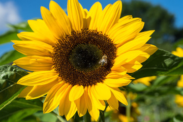 Sunflower with bee with blue sky