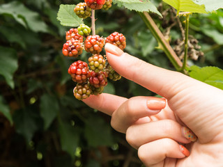 Naklejka na ściany i meble Branch of blackberries in nature