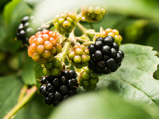 Branch of blackberries in nature