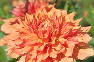 Dahlie, Dahlia, Blüte