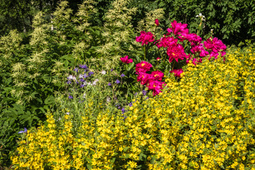 Flowers in a garden on a sunny day