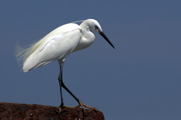 Silke heron