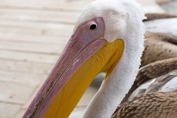 Pelican detail