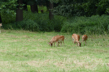 fallow deer