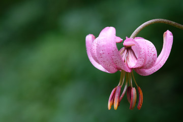 Rosa Blüte der Türkenbund Lilie (Lilium martagon) © Bernd Schmidt