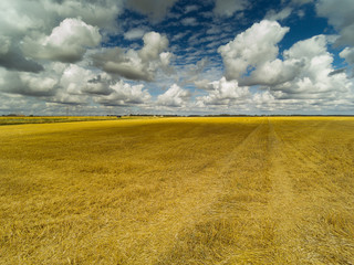August evening in countryside, Tukums area, Latvia.
