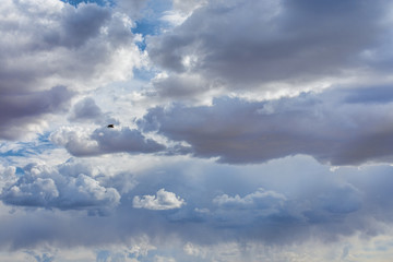 bird flying in blue sky with amazing fluffy white clouds 
