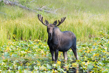 Shiras Moose of The Colorado Rocky Mountains