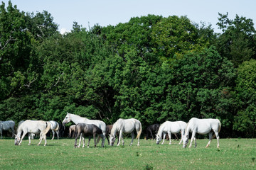 Fototapeta na wymiar Stupendi Cavalli lipizzani bianchi in prateria estese e verdi recinto bianco 