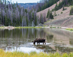 Shiras Moose of The Colorado Rocky Mountains