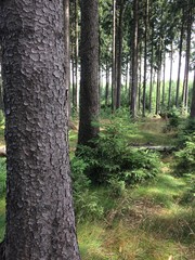 Forest in atumn. Beech Tree with moss.