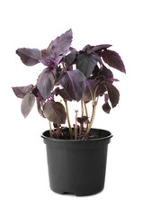Red basil in pot on white background