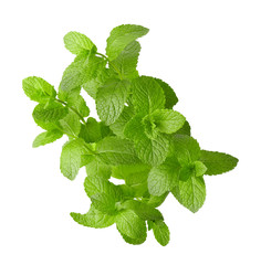 Fresh mint on white background