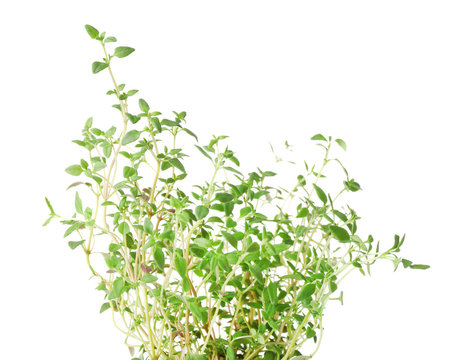 Green thyme on white background
