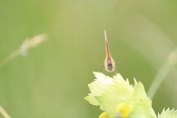 Sourire d'une papillon