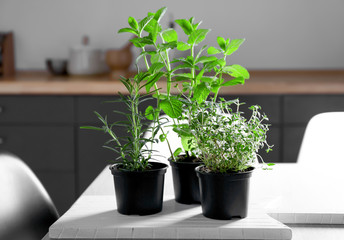Pots with fresh mint, rosemary and thyme on table