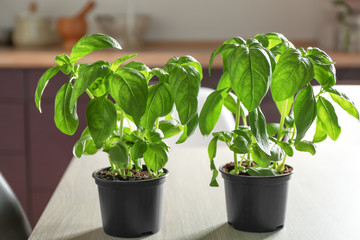 Green basil in pots on table