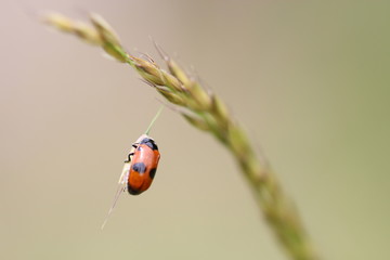 Coccinelle 