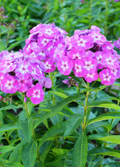 Purple phlox on the flowerbed.