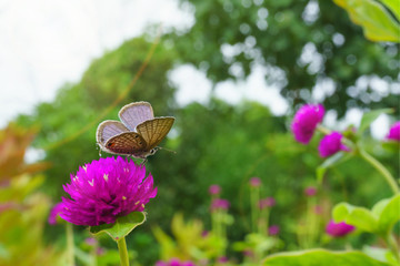 Butterfly on pink flowers gomphrena, in the evening sunset