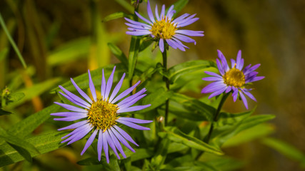 sibirische Aster