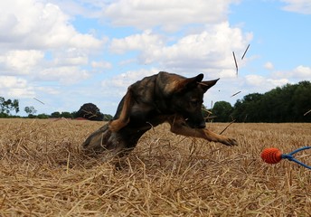 belgischer Schäferhund hat ganz viel Spaß auf einem Stoppelfeld