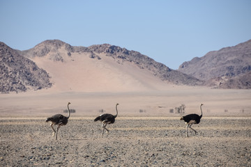 Ostrich running in desert